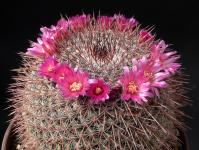 Thumbnail of 0858_Mammillaria montensis_20140512(1).JPG